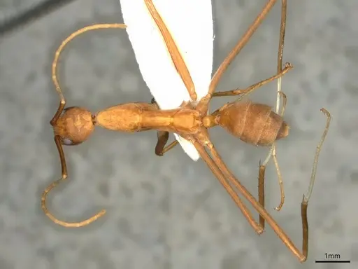 Leptomyrmex puberulus specimen CASENT0841227 image casent0841227_1