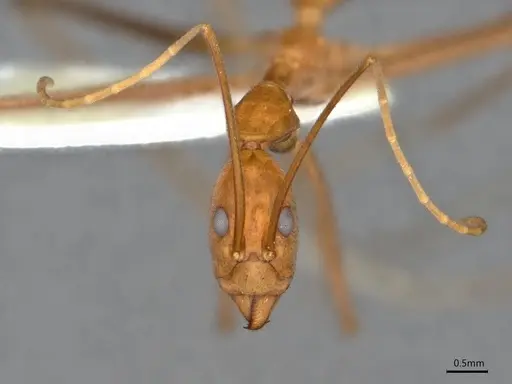 Leptomyrmex puberulus specimen CASENT0841227 image casent0841227_3