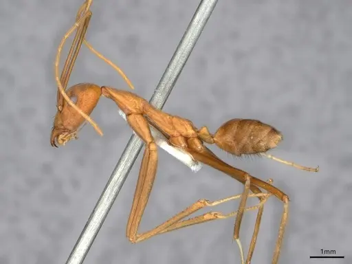 Leptomyrmex puberulus specimen CASENT0841227 image casent0841227_4