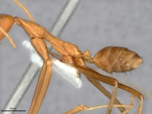 Leptomyrmex puberulus specimen CASENT0841227 image casent0841227_5