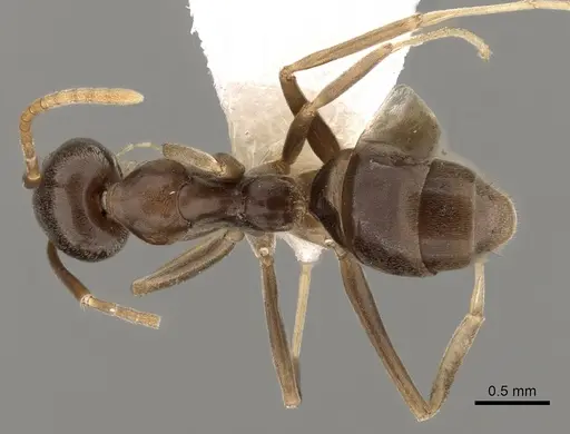 Leptomyrmex ramorniensis specimen CASENT0127283 image casent0127283_1