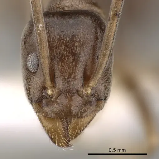 Leptomyrmex ramorniensis specimen CASENT0127283 image casent0127283_2