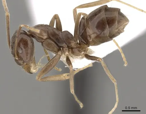 Leptomyrmex ramorniensis specimen CASENT0127283 image casent0127283_3