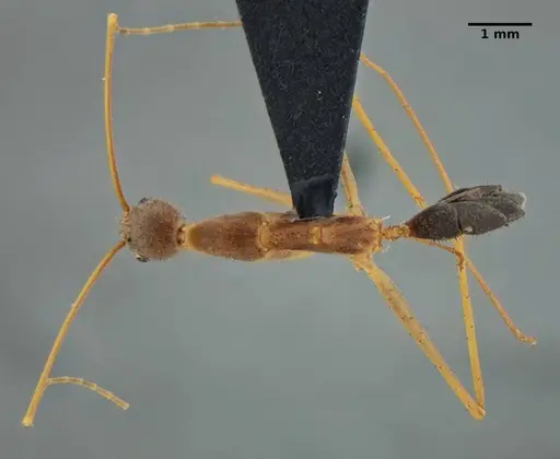 Leptomyrmex relictus specimen ANTWEB1032698 image antweb1032698_1