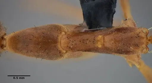 Leptomyrmex relictus specimen ANTWEB1032698 image antweb1032698_2