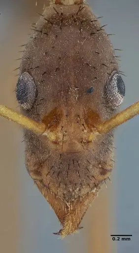 Leptomyrmex relictus specimen ANTWEB1032698 image antweb1032698_3