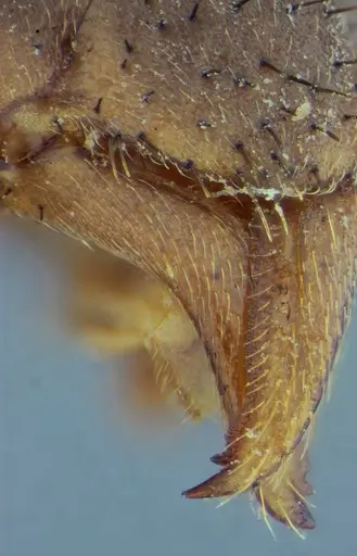 Leptomyrmex relictus specimen ANTWEB1032698 image antweb1032698_4