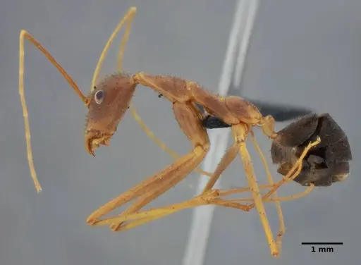 Leptomyrmex relictus specimen ANTWEB1032698 image antweb1032698_5
