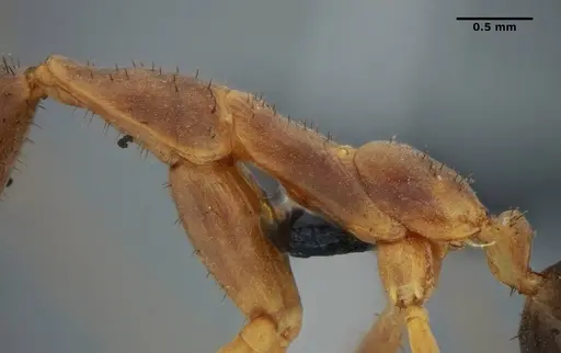 Leptomyrmex relictus specimen ANTWEB1032698 image antweb1032698_6