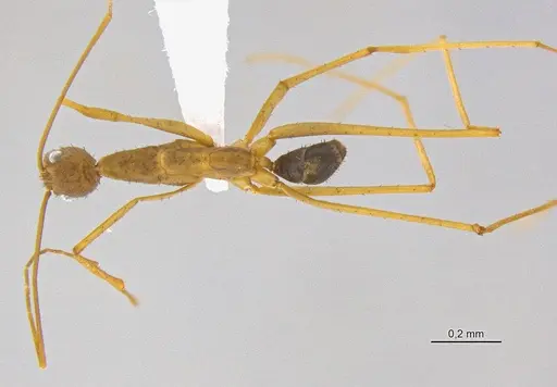 Leptomyrmex relictus specimen CASENT0106501 image casent0106501_1