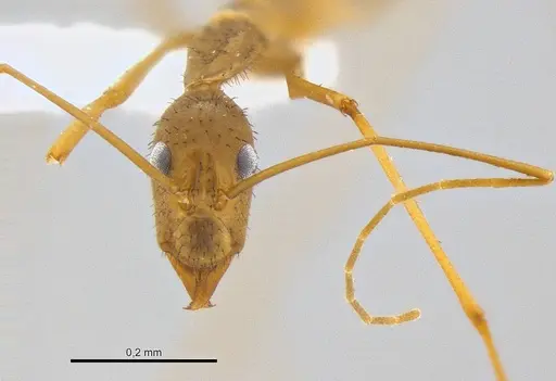 Leptomyrmex relictus specimen CASENT0106501 image casent0106501_2