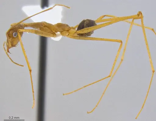 Leptomyrmex relictus specimen CASENT0106501 image casent0106501_3