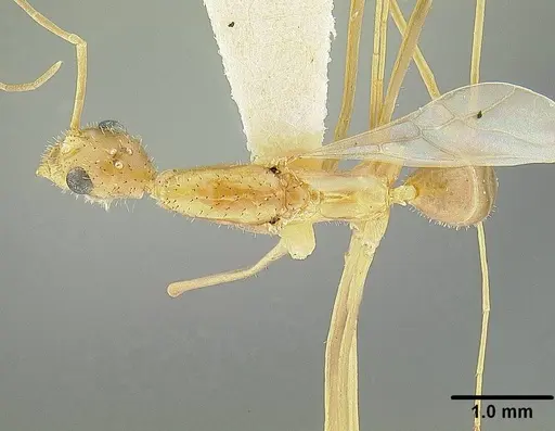 Leptomyrmex relictus specimen LACMENT323015 image lacment323015_1