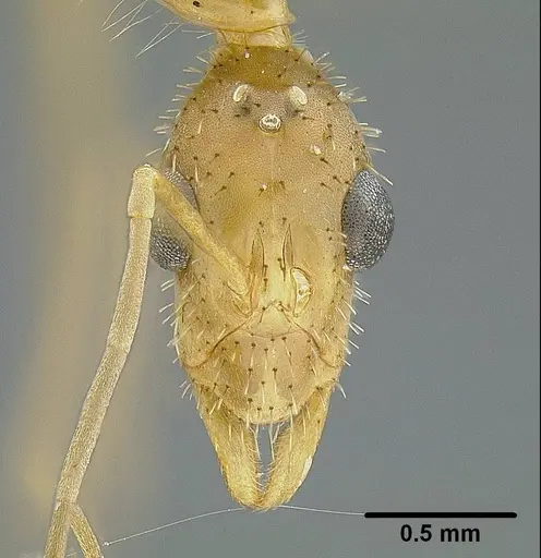 Leptomyrmex relictus specimen LACMENT323015 image lacment323015_2