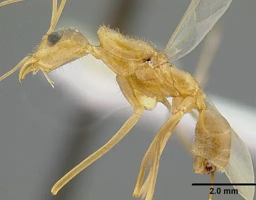 Leptomyrmex relictus specimen LACMENT323015 image lacment323015_3