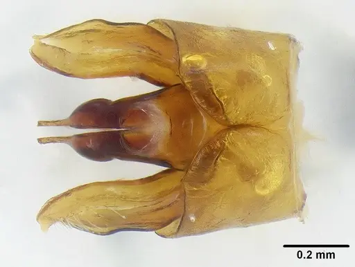 Leptomyrmex relictus specimen LACMENT323015 image lacment323015_4