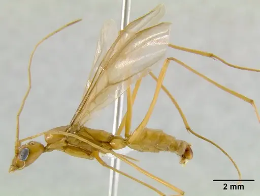 Leptomyrmex rothneyi specimen CASENT0011910 image casent0011910_1
