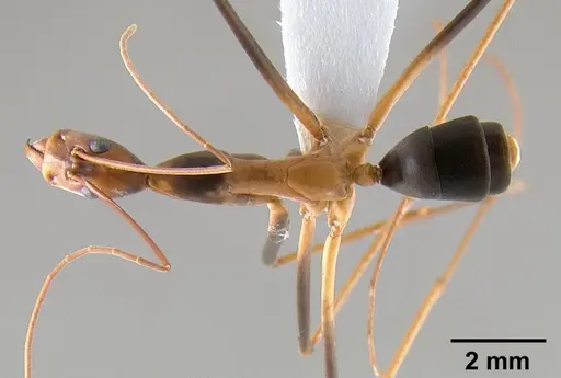 Leptomyrmex rothneyi specimen CASENT0127056 image casent0127056_1
