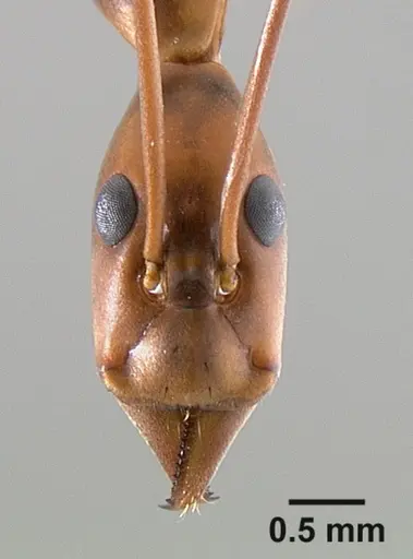 Leptomyrmex rothneyi specimen CASENT0127056 image casent0127056_2