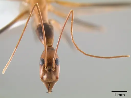 Leptomyrmex rothneyi specimen CASENT0127056 image casent0127056_3