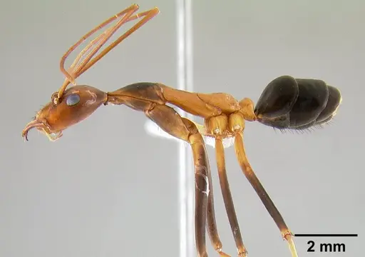 Leptomyrmex rothneyi specimen CASENT0127056 image casent0127056_4