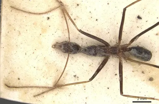 Leptomyrmex rothneyi specimen CASENT0909494 image casent0909494_1