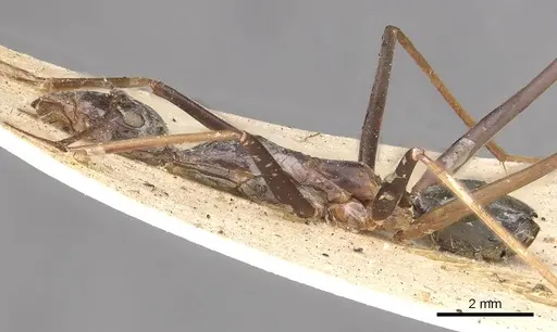Leptomyrmex rothneyi specimen CASENT0909494 image casent0909494_3