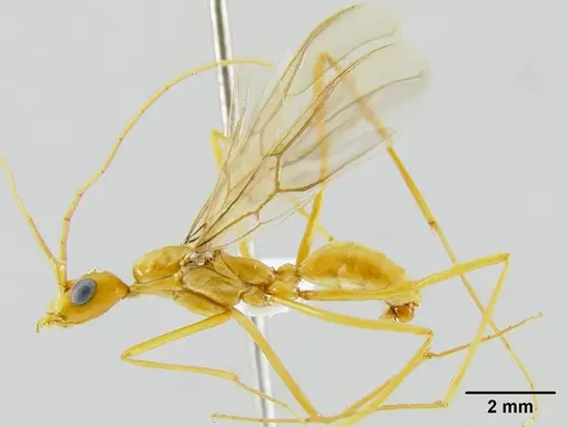 Leptomyrmex ruficeps specimen CASENT0127109 image casent0127109_1