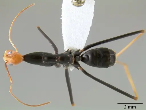 Leptomyrmex ruficeps specimen CASENT0127122 image casent0127122_1
