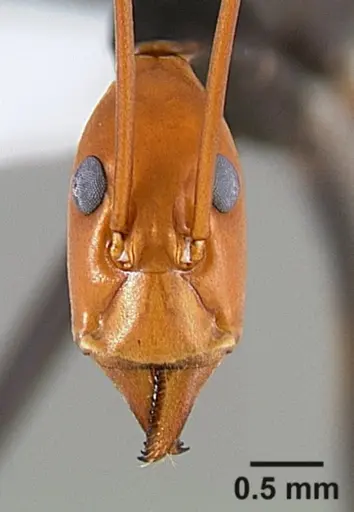 Leptomyrmex ruficeps specimen CASENT0127122 image casent0127122_2