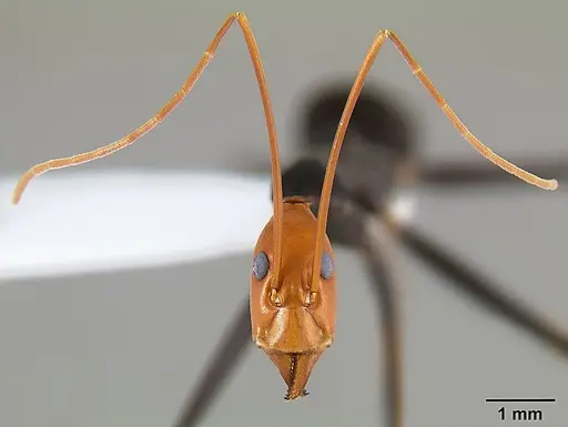 Leptomyrmex ruficeps specimen CASENT0127122 image casent0127122_3