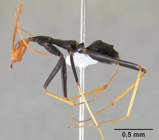 Leptomyrmex ruficeps specimen CASENT0127122 image casent0127122_4