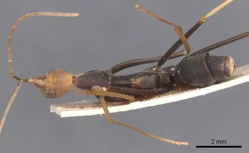 Leptomyrmex ruficeps specimen CASENT0127384 image casent0127384_1
