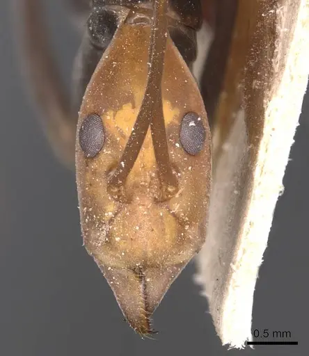 Leptomyrmex ruficeps specimen CASENT0127384 image casent0127384_2