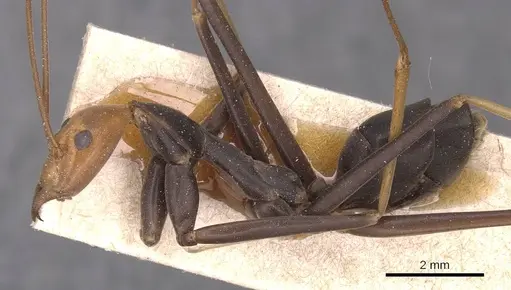 Leptomyrmex ruficeps specimen CASENT0127384 image casent0127384_3