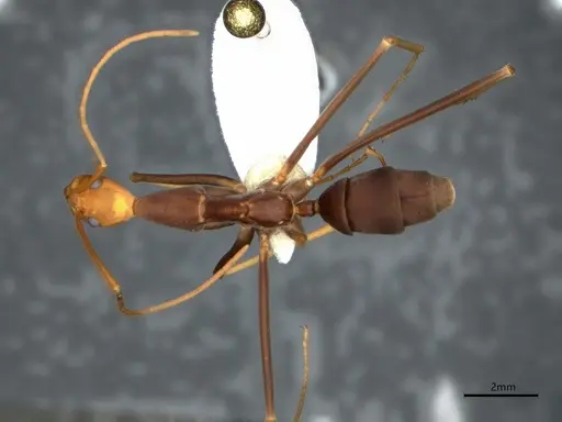 Leptomyrmex ruficeps specimen CASENT0841230 image casent0841230_1