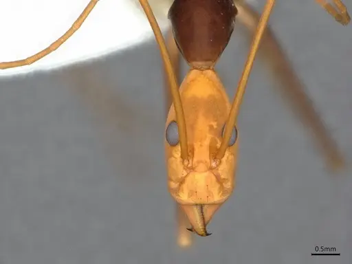 Leptomyrmex ruficeps specimen CASENT0841230 image casent0841230_2