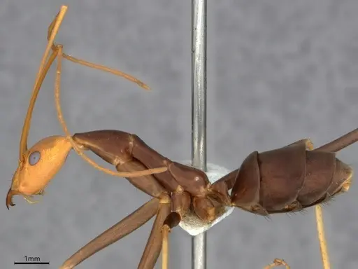 Leptomyrmex ruficeps specimen CASENT0841230 image casent0841230_3
