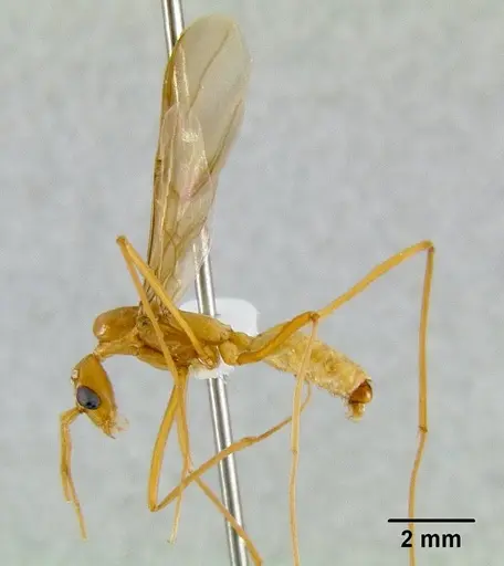 Leptomyrmex rufipes specimen CASENT0011949 image casent0011949_1
