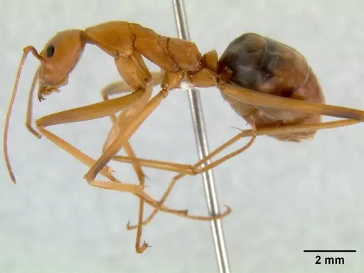 Leptomyrmex rufipes specimen CASENT0011950 image casent0011950_1