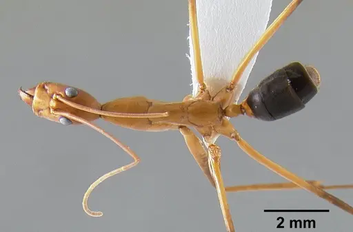 Leptomyrmex rufipes specimen CASENT0127123 image casent0127123_1