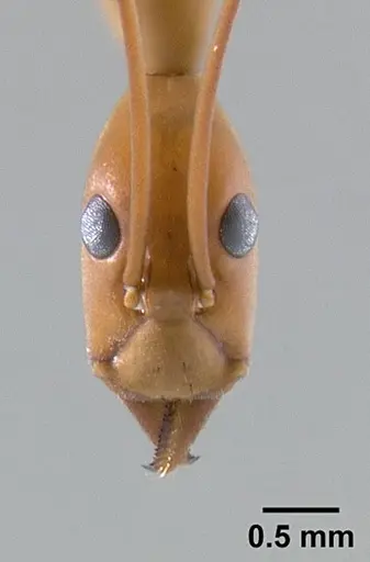 Leptomyrmex rufipes specimen CASENT0127123 image casent0127123_2