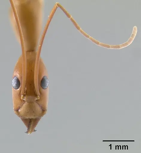 Leptomyrmex rufipes specimen CASENT0127123 image casent0127123_3