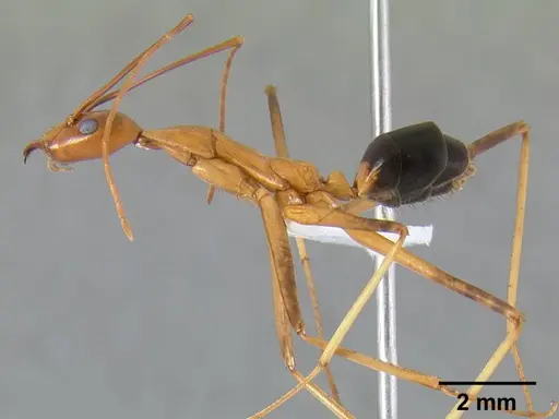 Leptomyrmex rufipes specimen CASENT0127123 image casent0127123_4