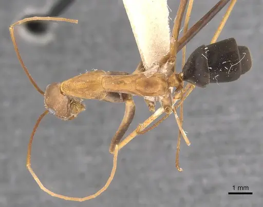 Leptomyrmex rufipes specimen CASENT0907610 image casent0907610_1
