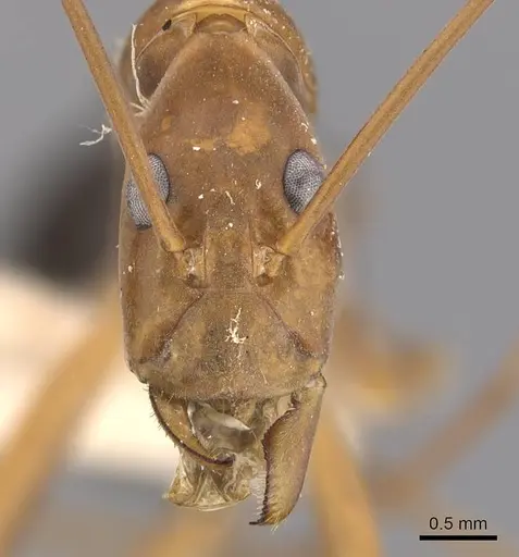 Leptomyrmex rufipes specimen CASENT0907610 image casent0907610_2