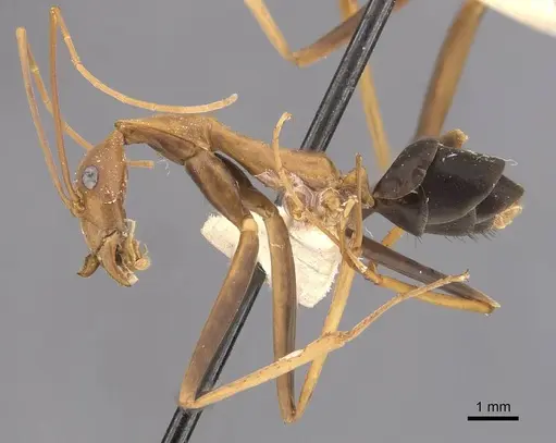 Leptomyrmex rufipes specimen CASENT0907610 image casent0907610_3