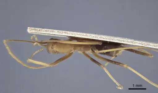 Leptomyrmex rufipes specimen CASENT0916611 image casent0916611_1