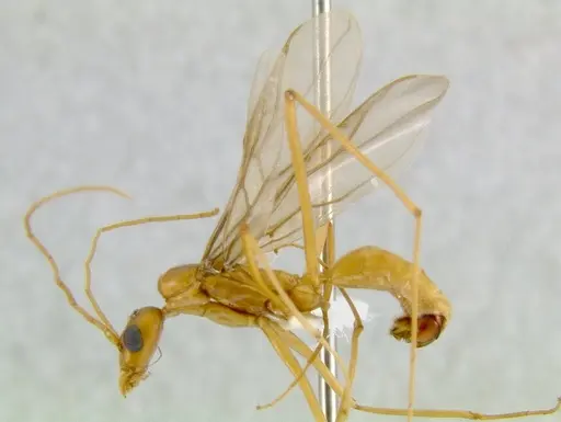 Leptomyrmex rufithorax specimen CASENT0011895 image casent0011895_1