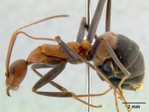 Leptomyrmex rufithorax specimen CASENT0011899 image casent0011899_1